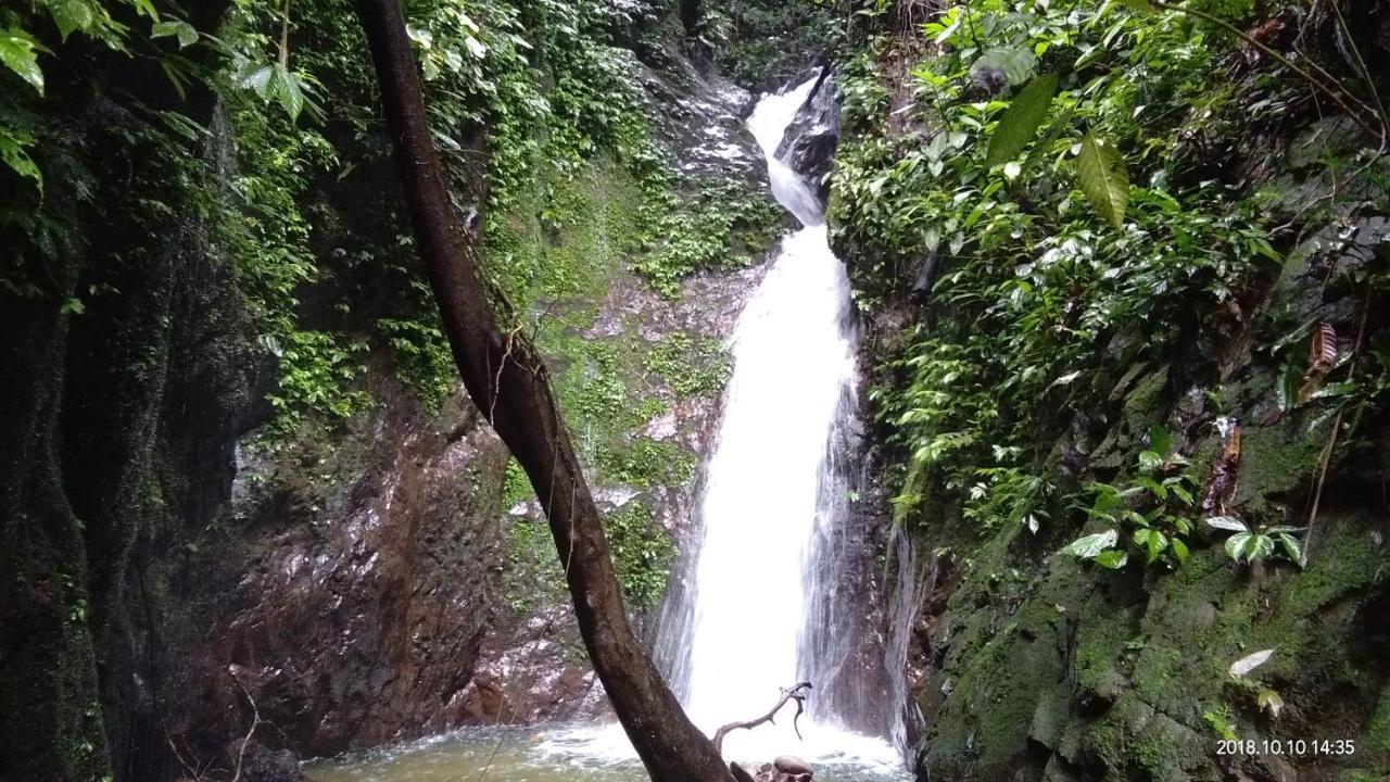 Green Forest Tangkahan ภายนอก รูปภาพ